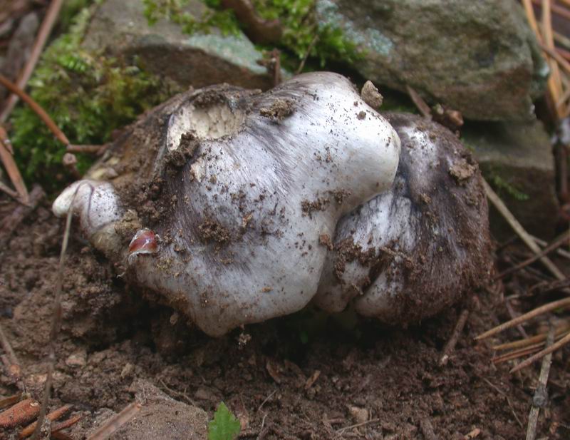 Escursione mirata   a Tricholoma portentosum